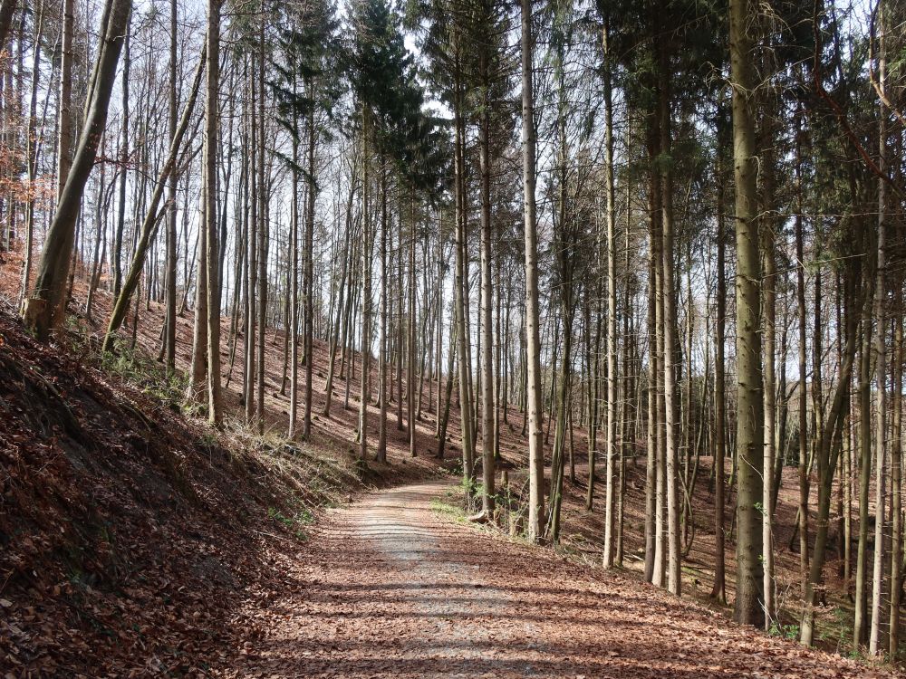 Waldweg