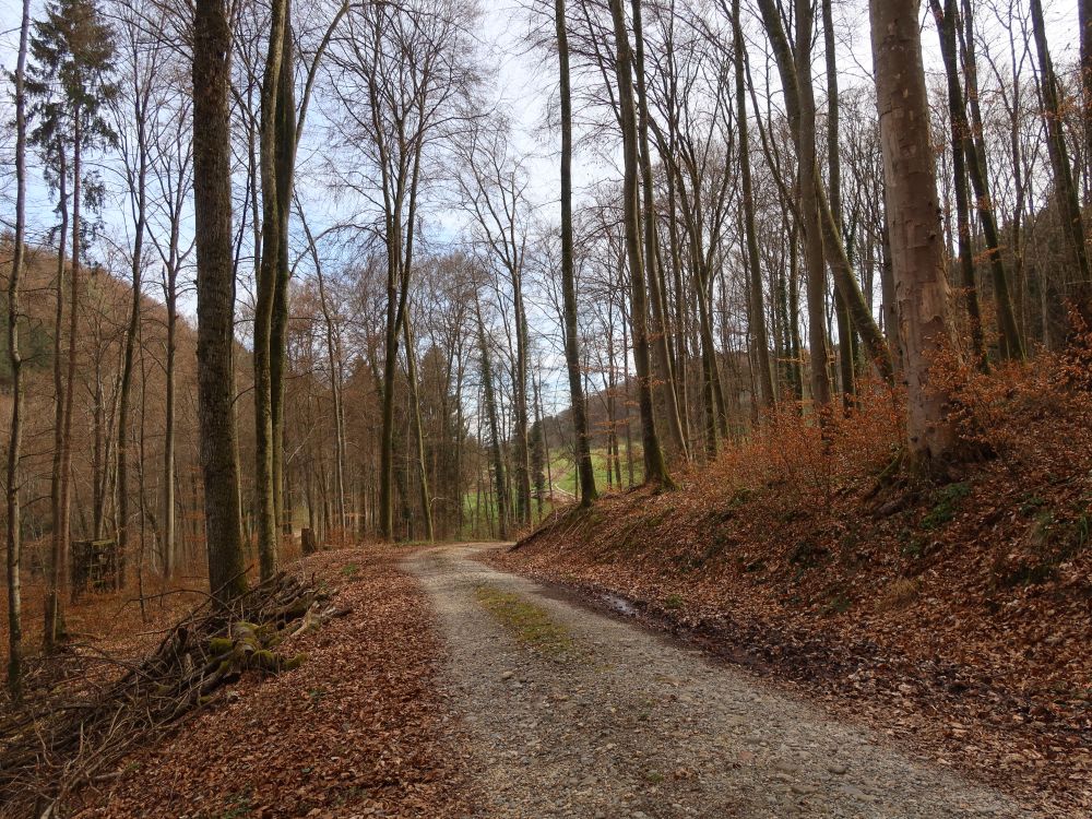 Waldweg