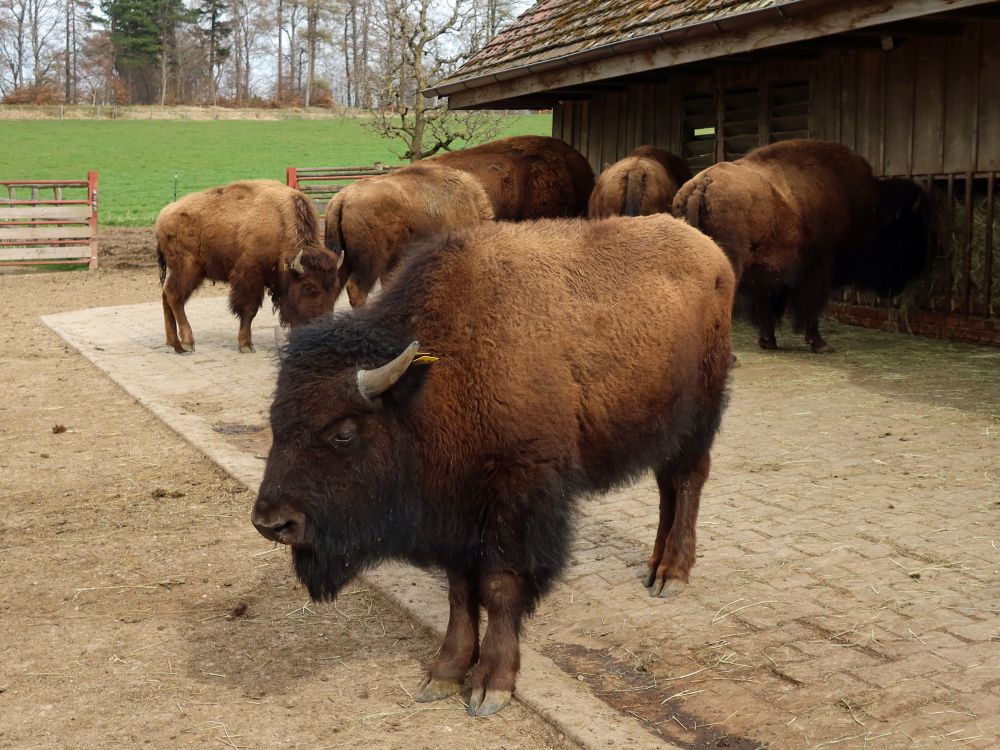 Bisons