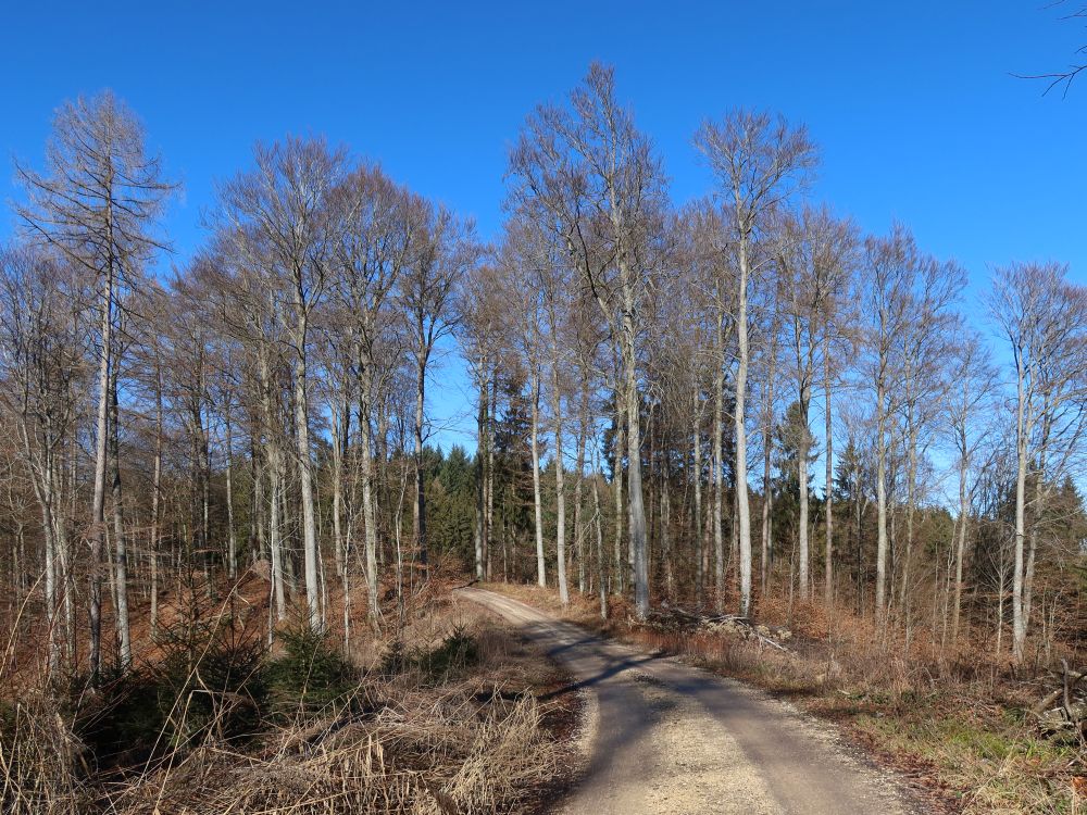 Waldweg am Mühlberg