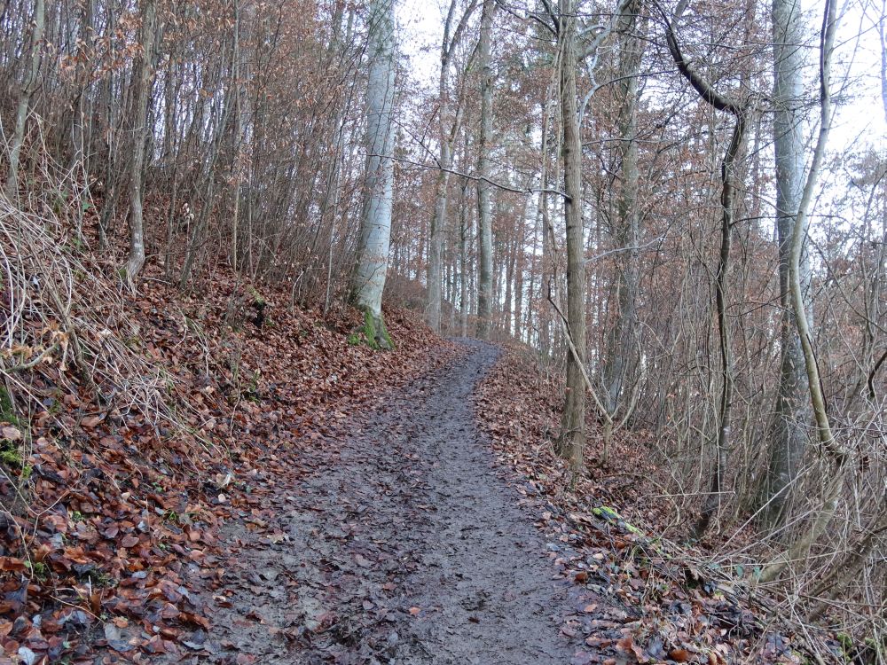 Burgenweg an der Schlosshalde