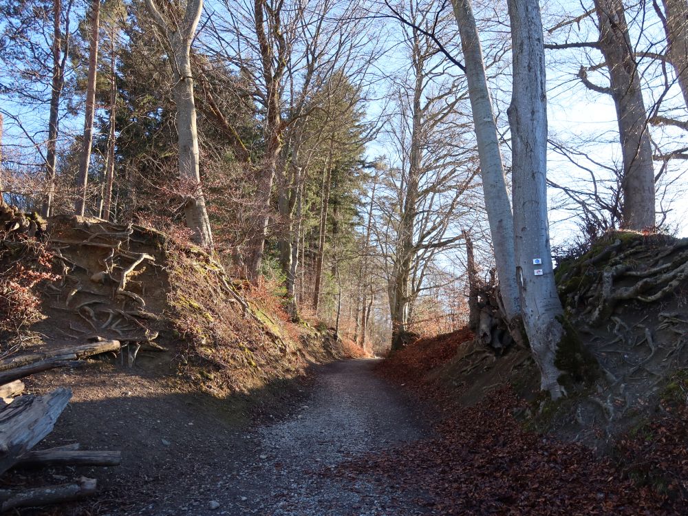 Weg an der Schlosshalde