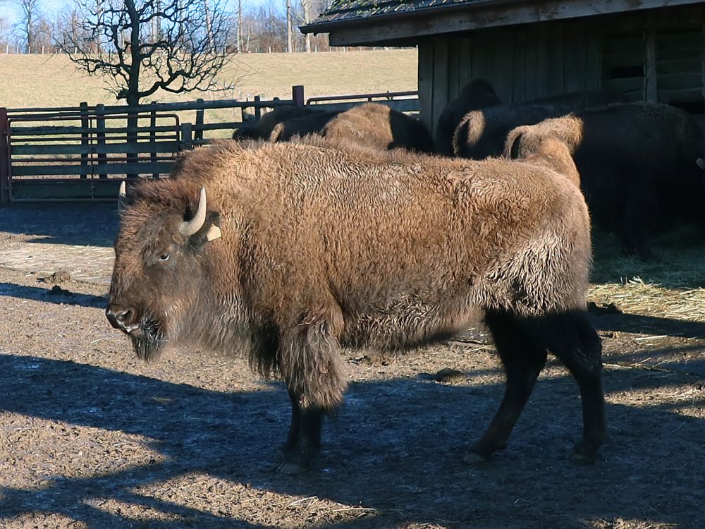 Bison