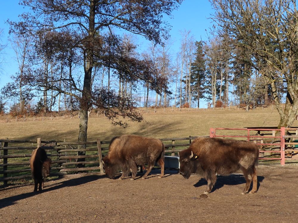 Bisons