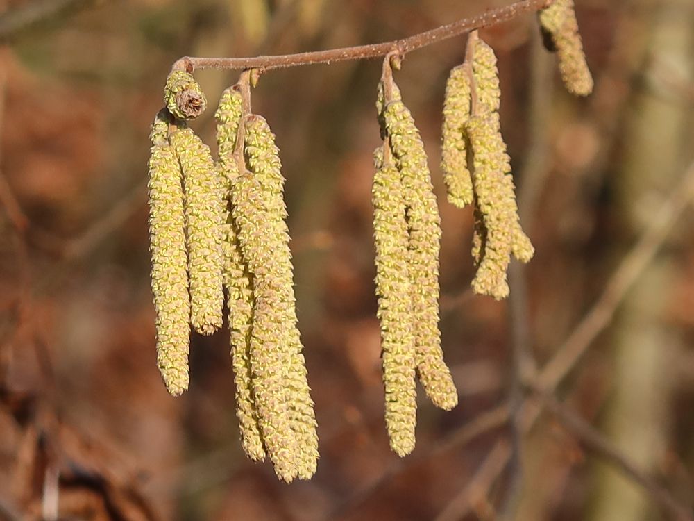 Weidenblüten