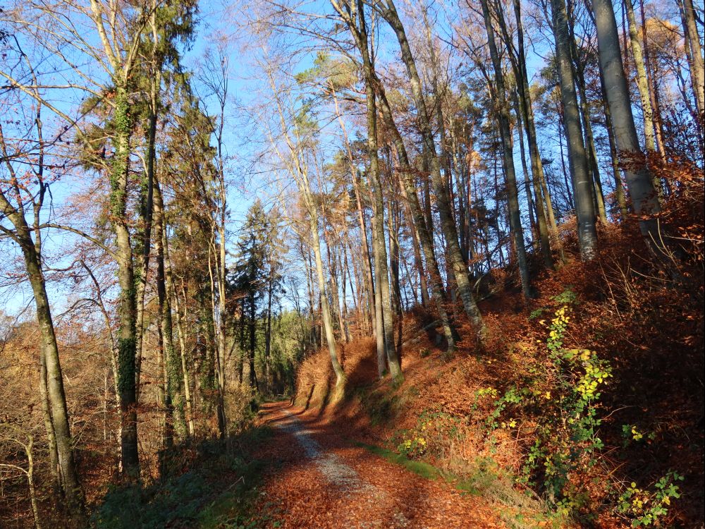 herbstlicher Waldweg