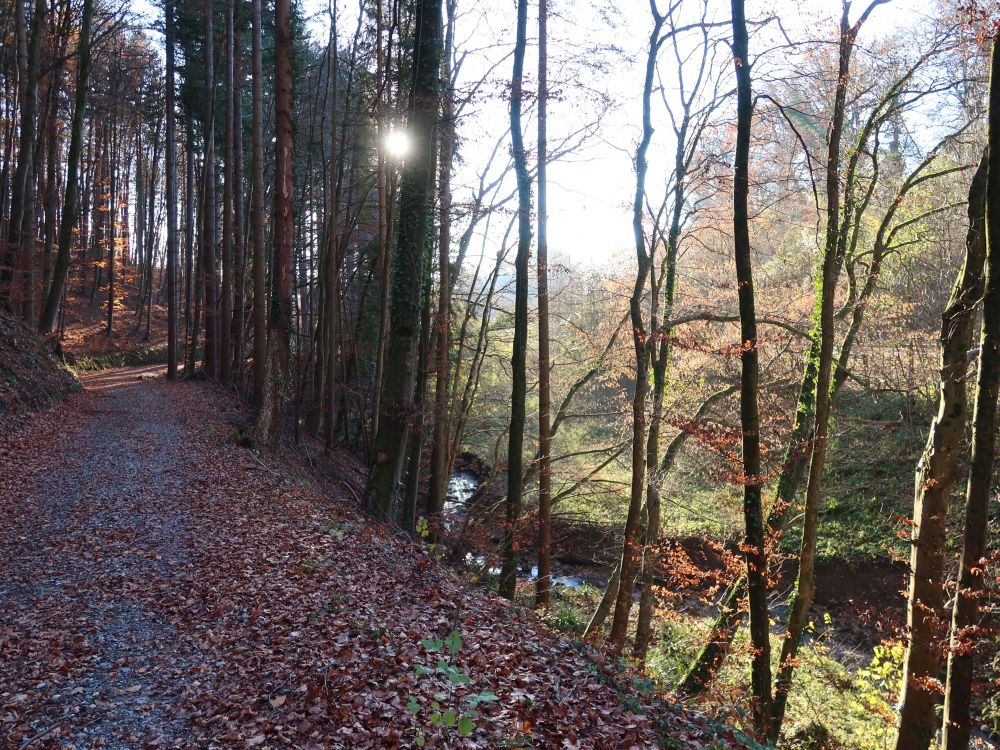 Gässelebach mit Gegenlicht