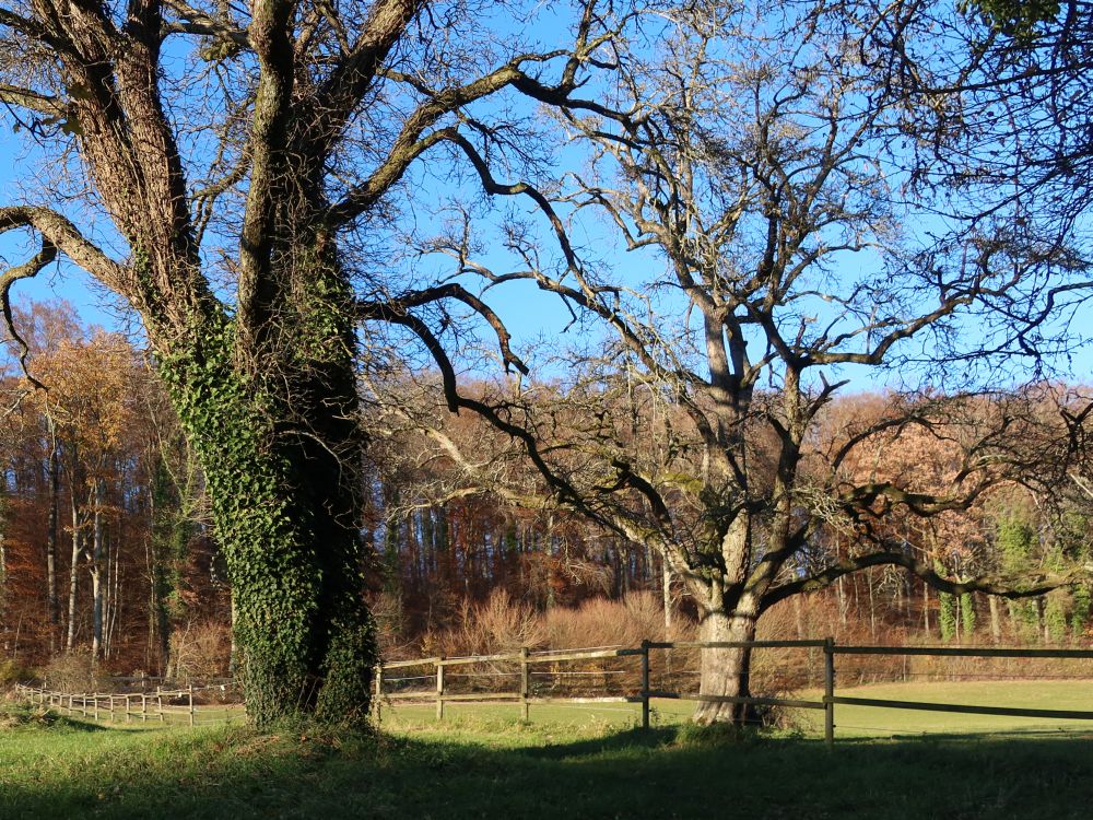 Bäume am Bord