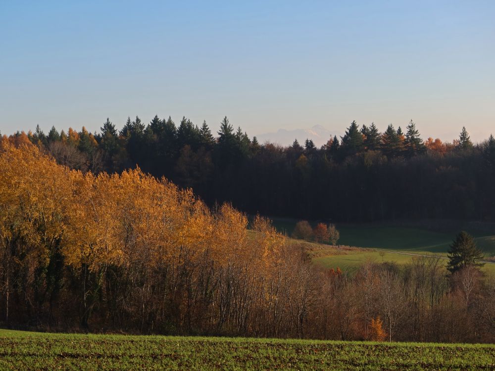 Herbstwald