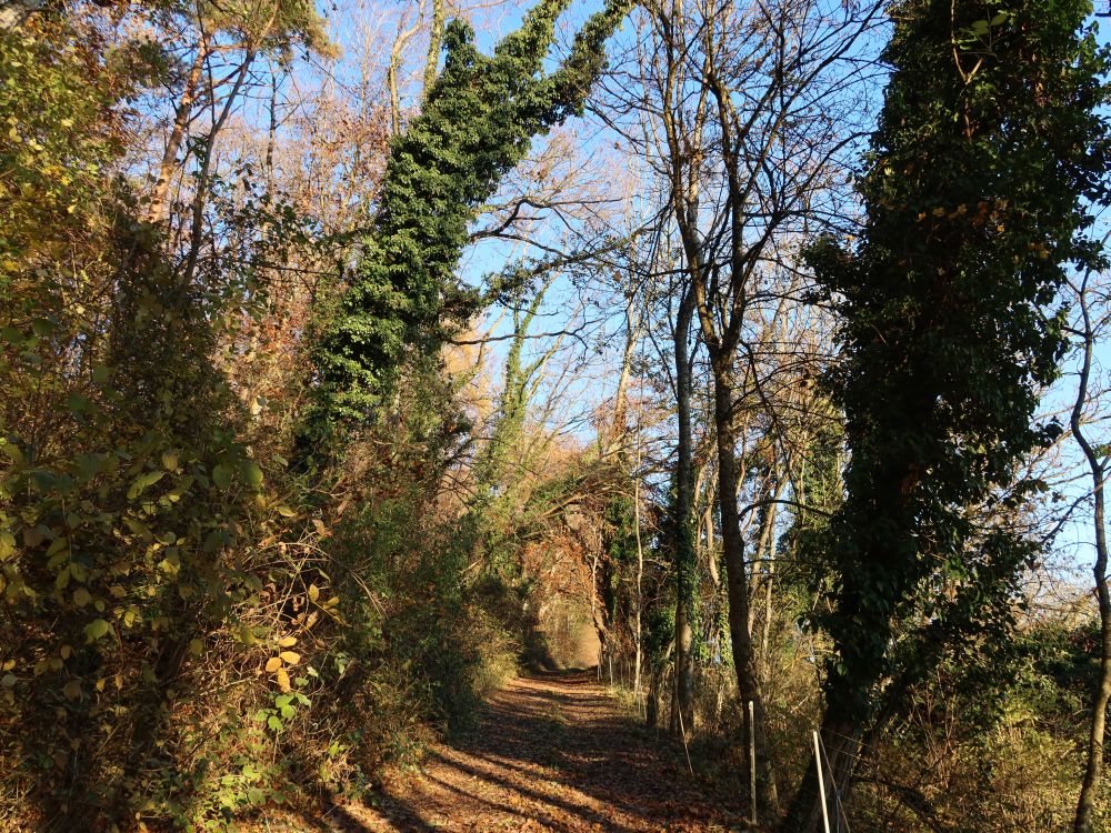 herbstlicher Waldweg