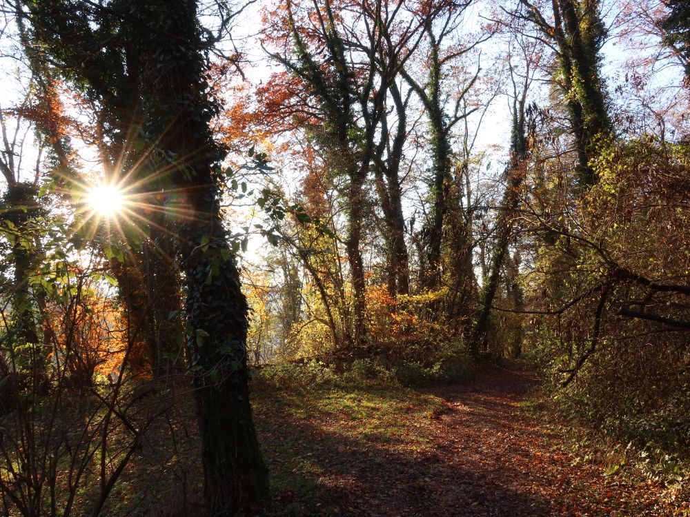 Gegenlicht im Herbstwald