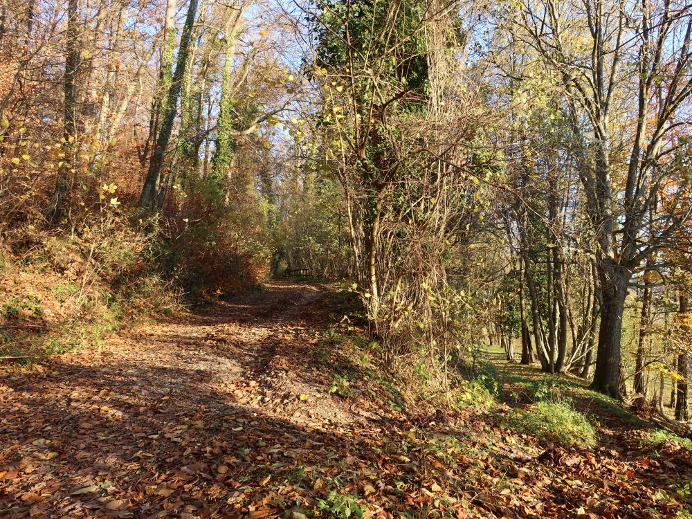 herbstlicher Waldweg