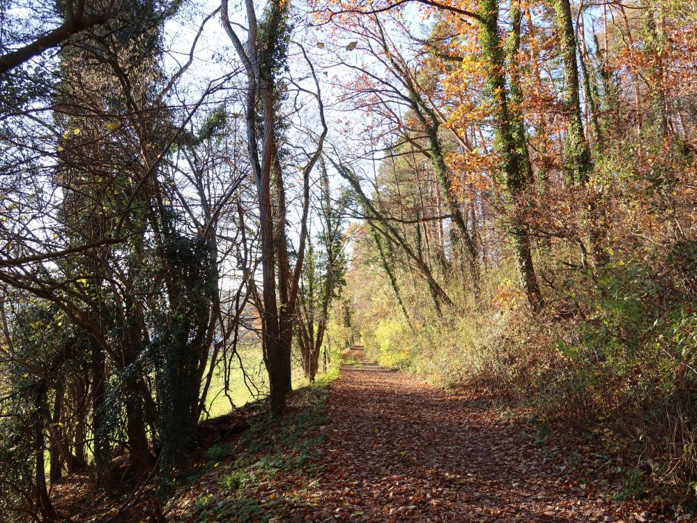 herbstlicher Waldweg