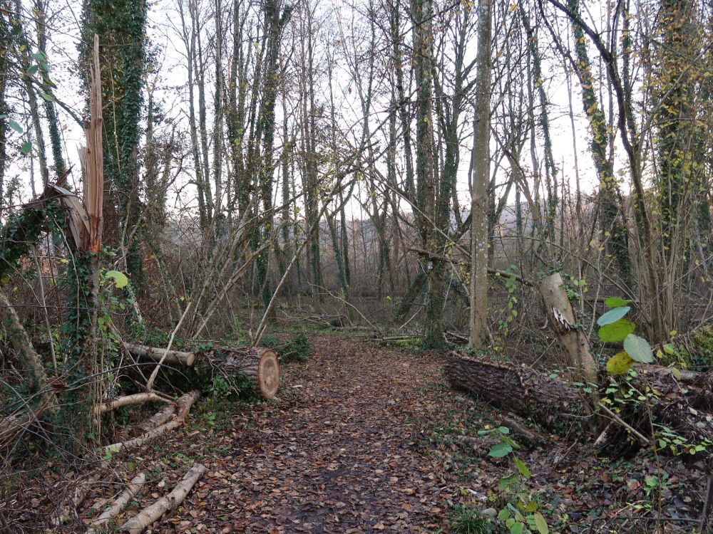 Pfad im Naturschutzgebiet