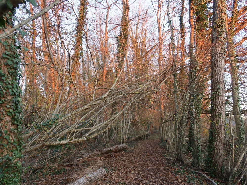 Pfad im Naturschutzgebiet