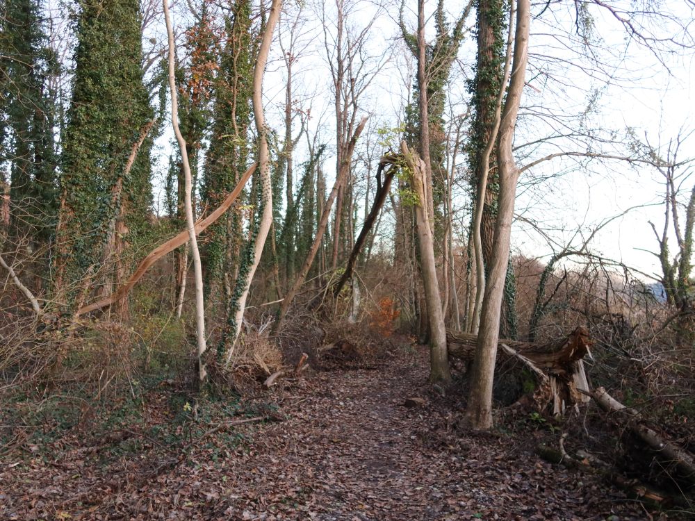 Pfad im Naturschutzgebiet