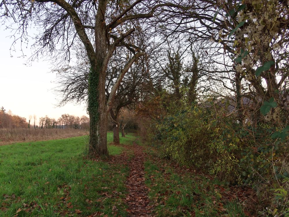 Pfad im Naturschutzgebiet