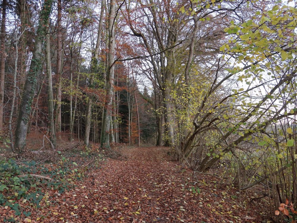 Waldweg