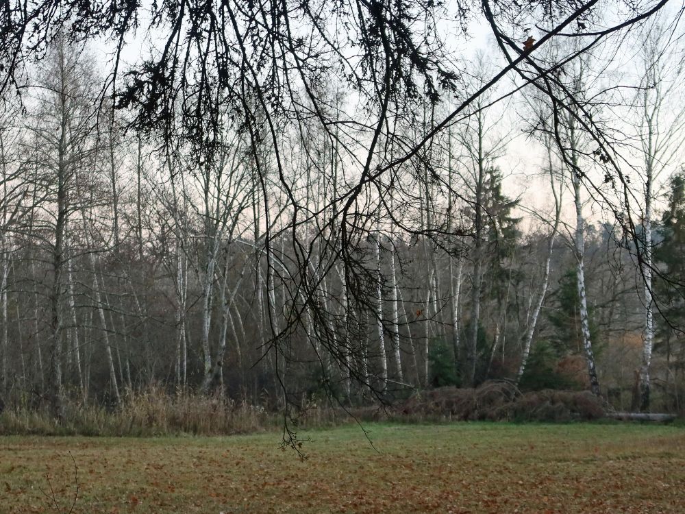 Birkenwald