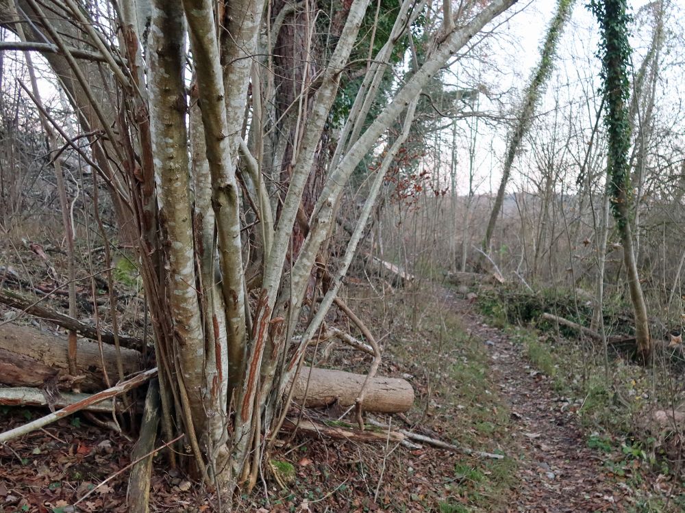 Pfad im Naturschutzgebiet