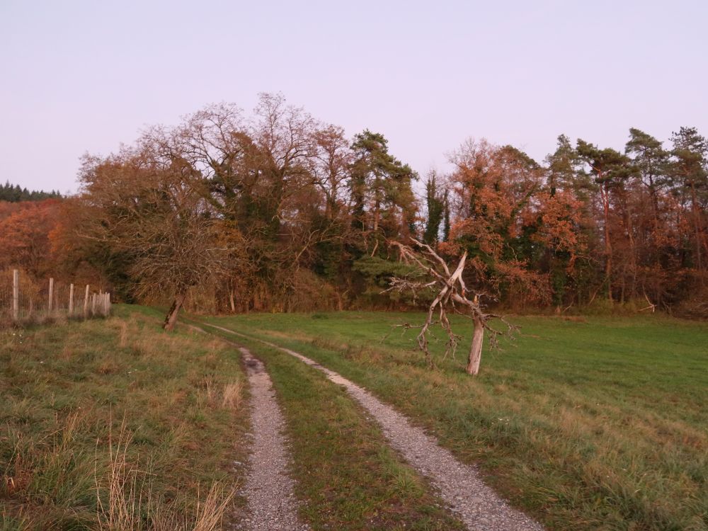 Herbstwald