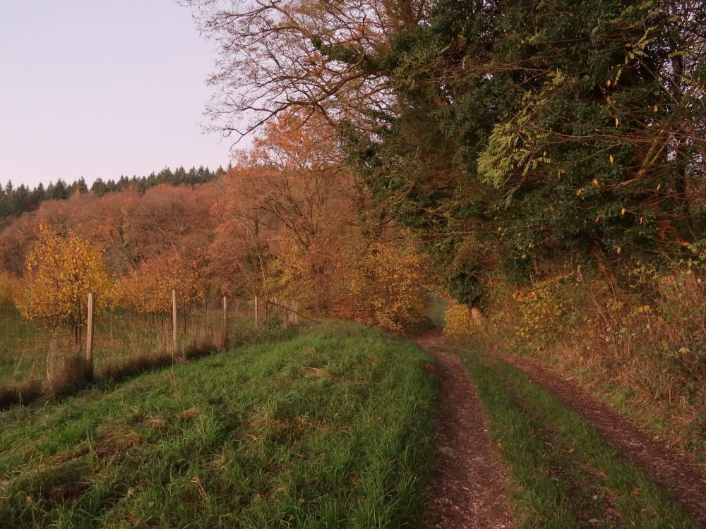 Herbstwald