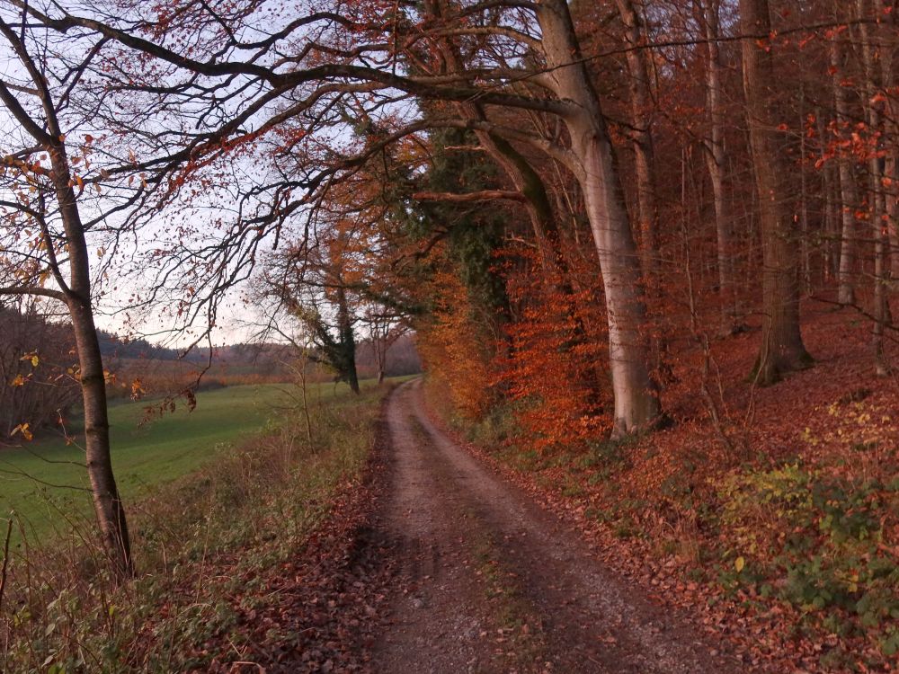 Herbstwald