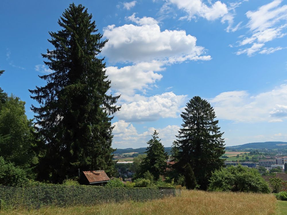Bäume beim Naturgarten