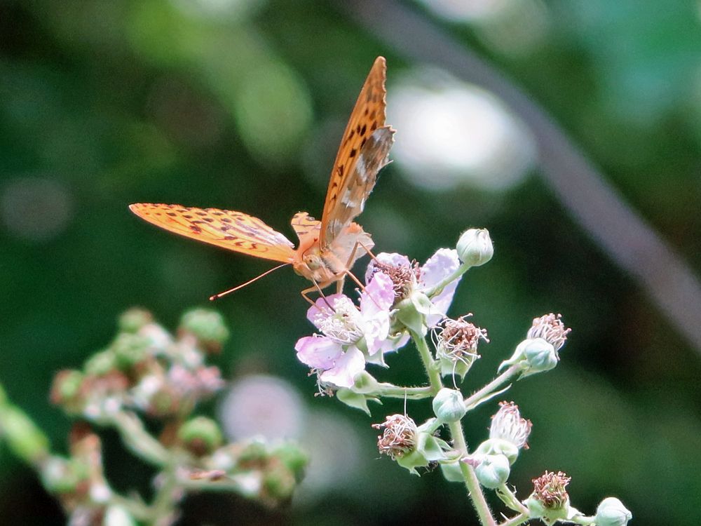 Schmetterling Perlmuttfalter