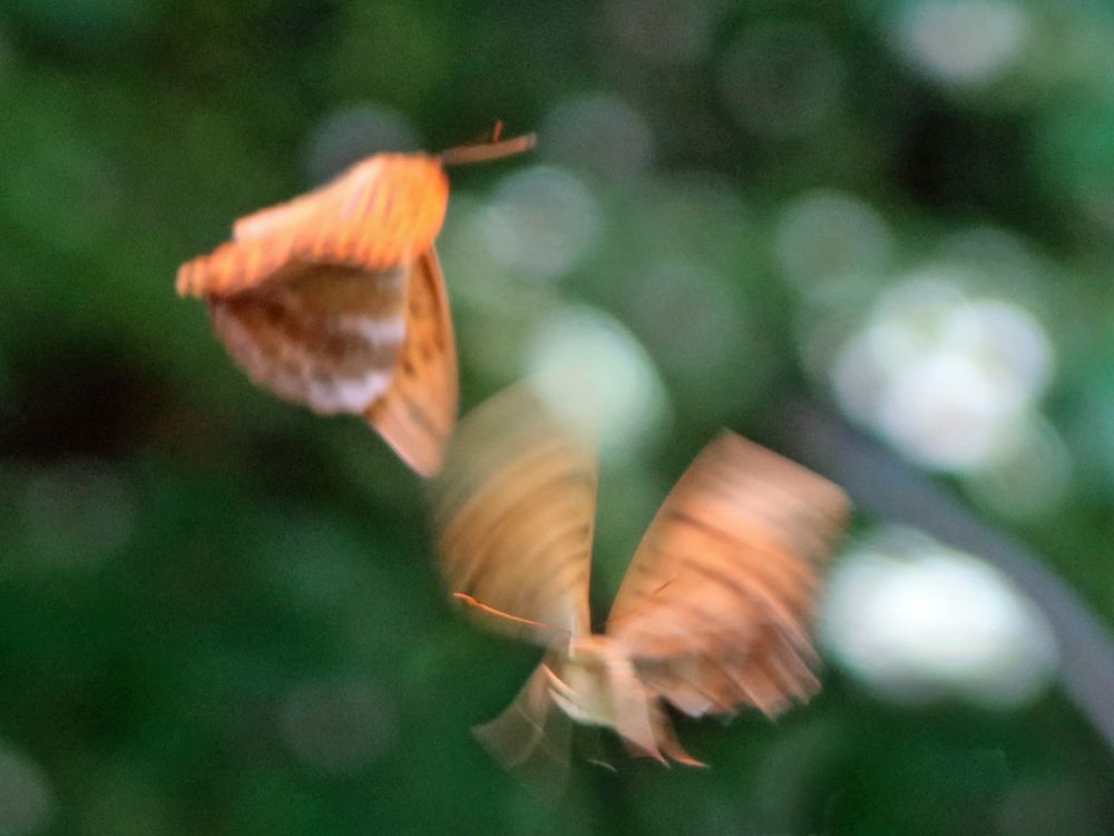 fliegende Schmetterlinge