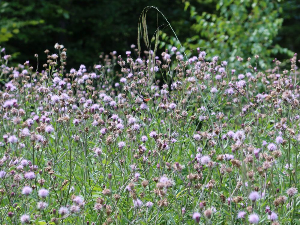 Acker-Kratzdistel mit Schmetterling