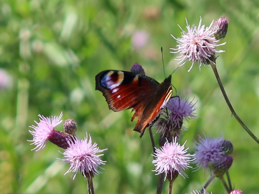 Schmetterling Tagpfauenauge