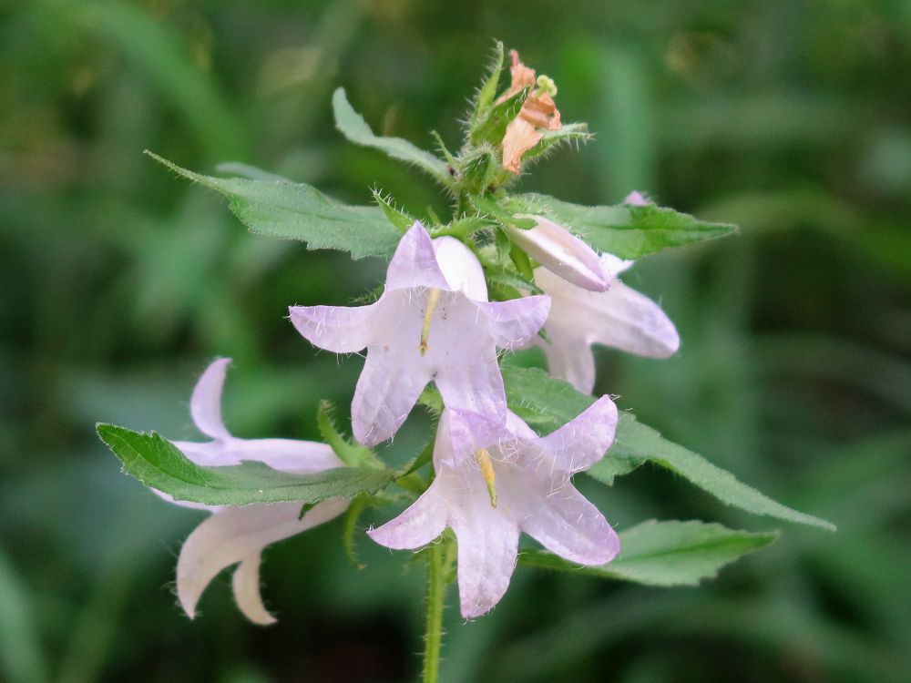 Glockenblume