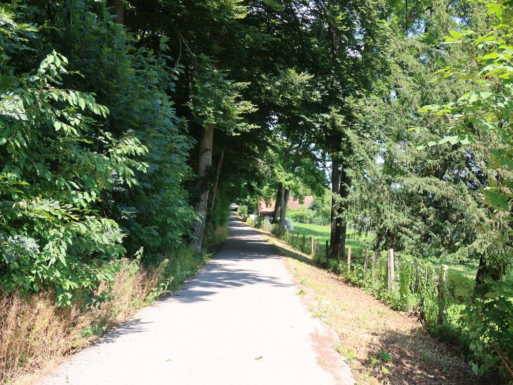 Weg am Waldrand