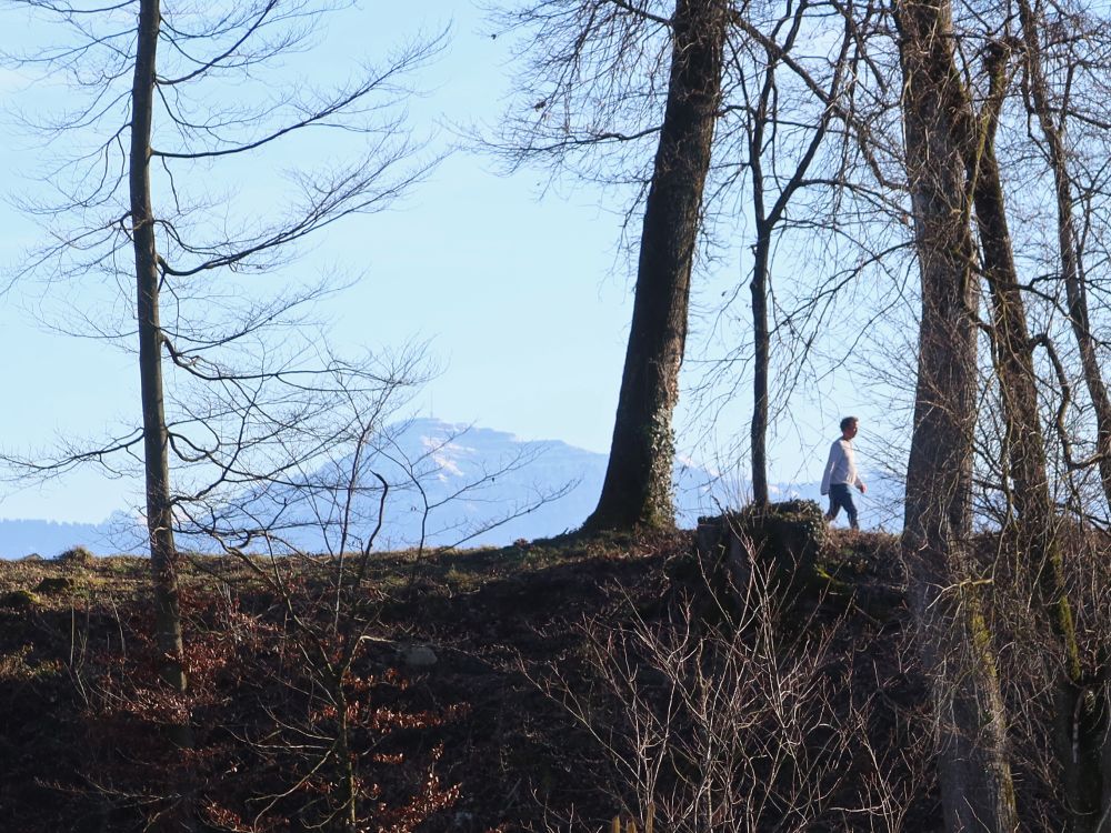 Rigi zwischen den Bäumen