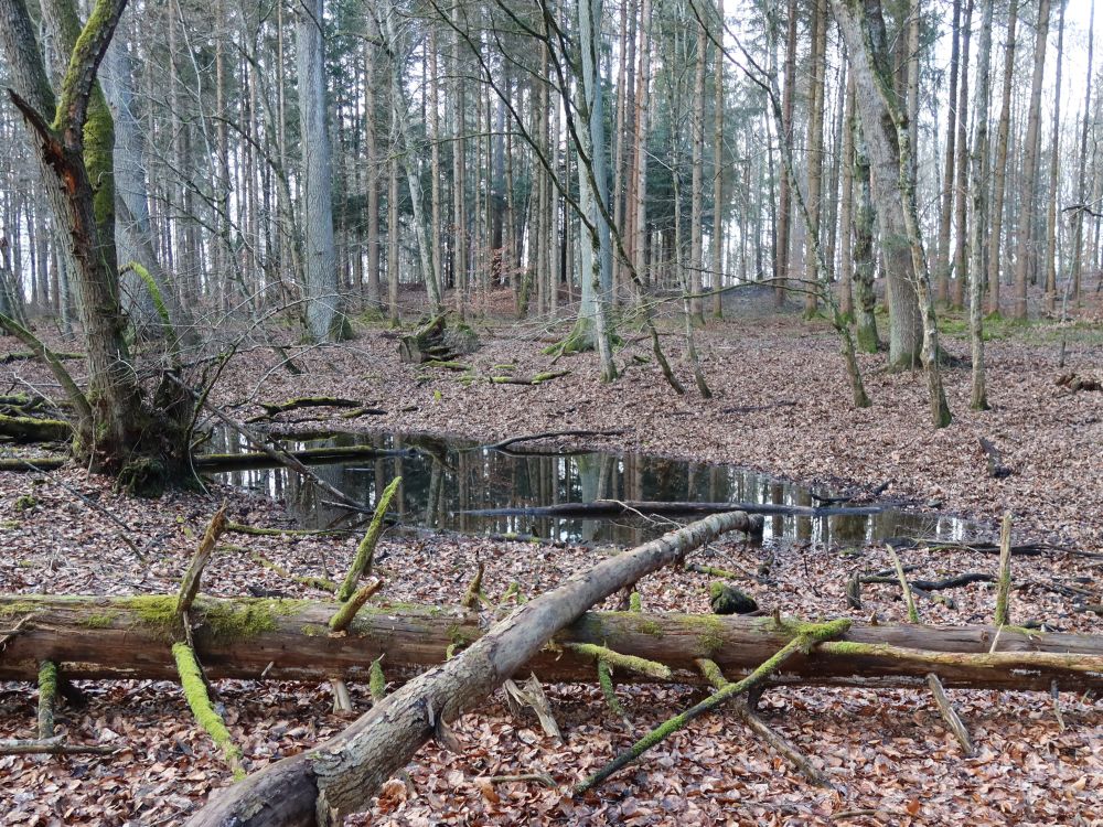 Tümpel im Wald