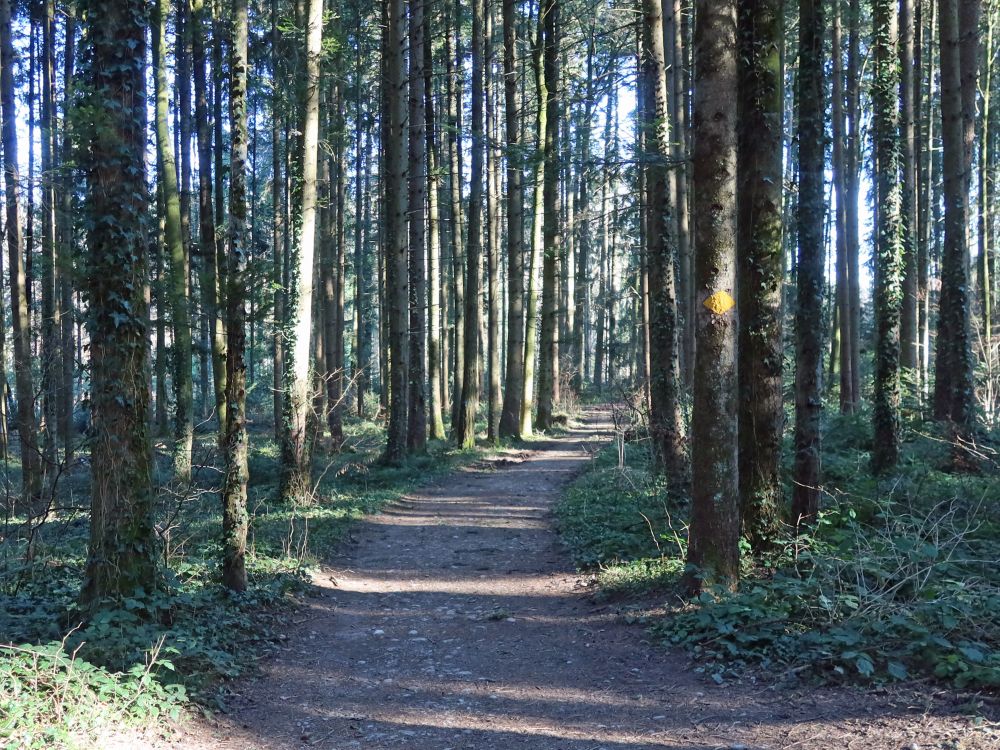 Waldweg