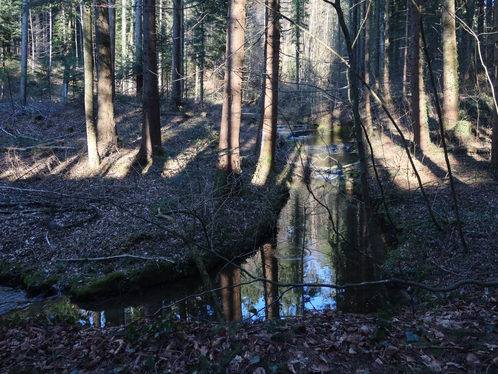 Bach im Wald