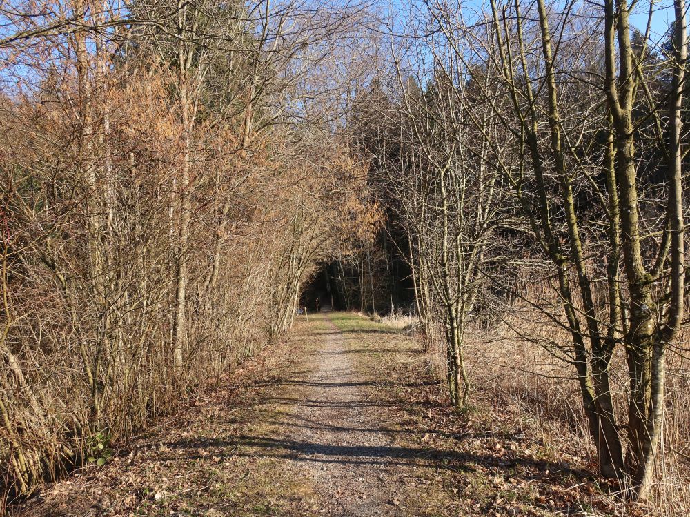 Weg am Weierholzbach