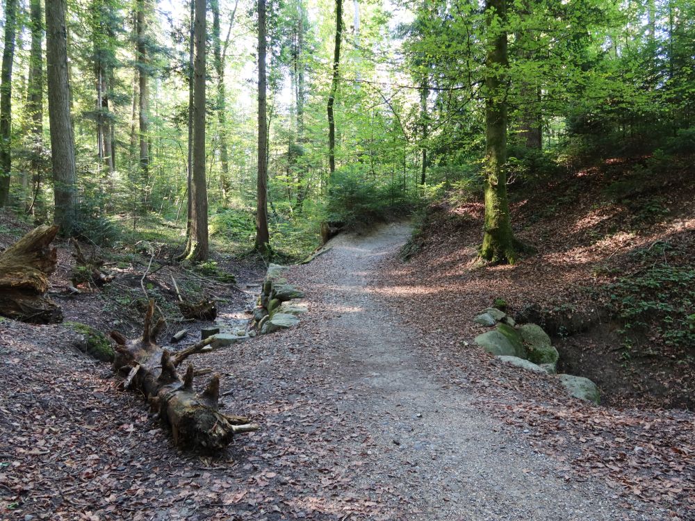 Waldweg