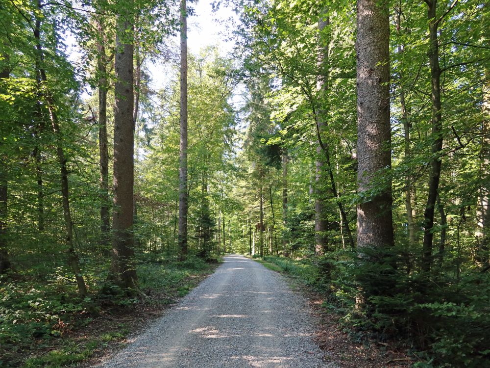 Waldweg