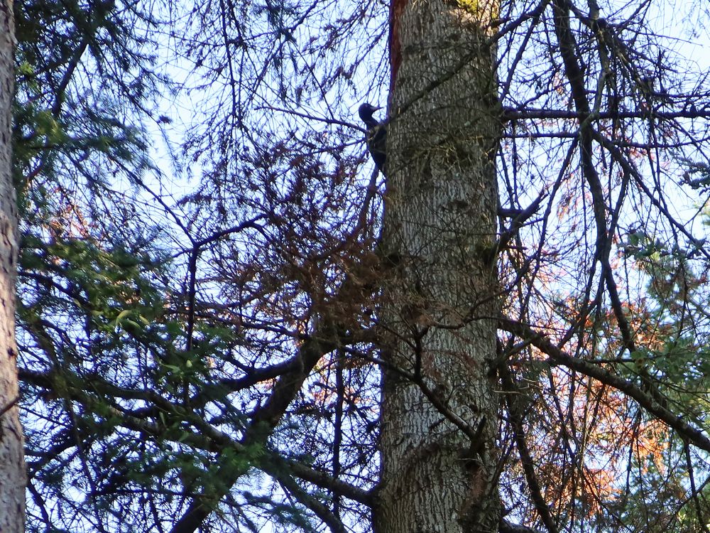 Specht im Baum