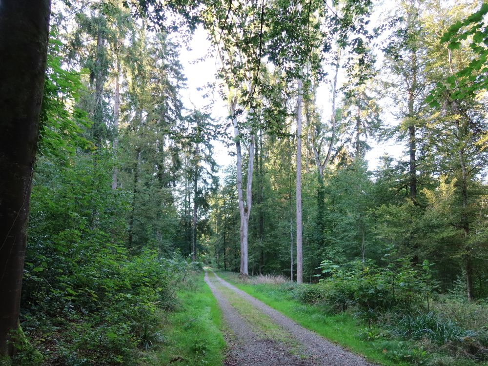 Waldweg