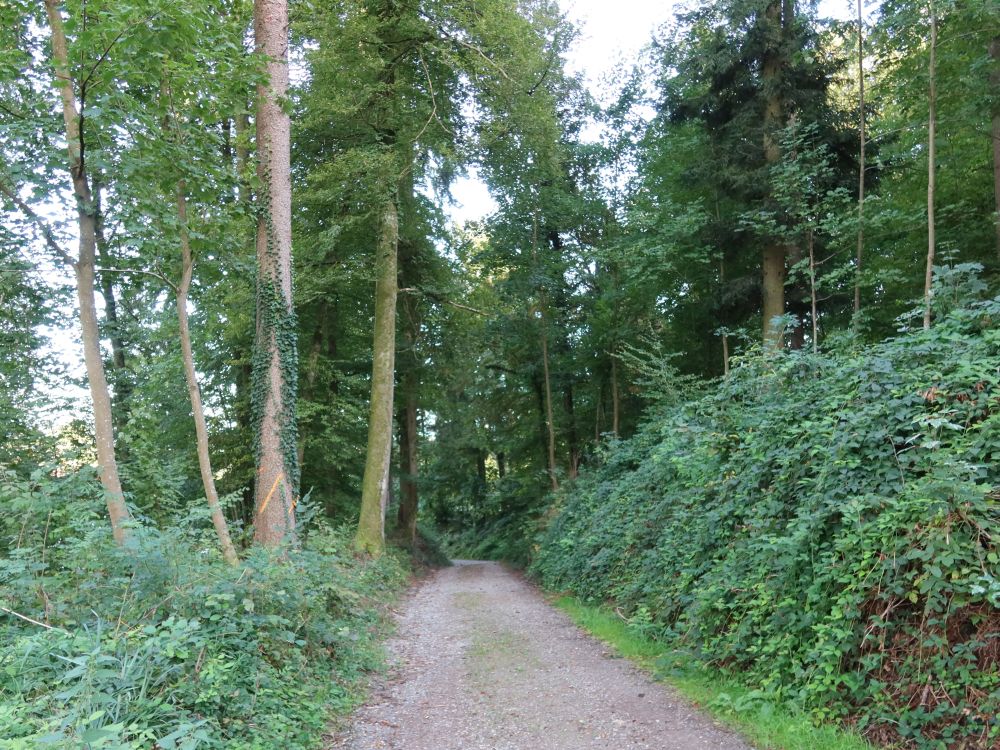 Waldweg