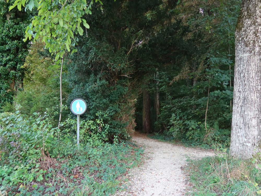 Waldweg