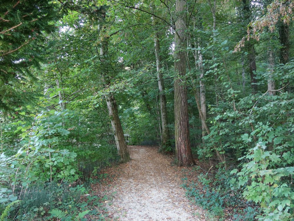 Waldweg