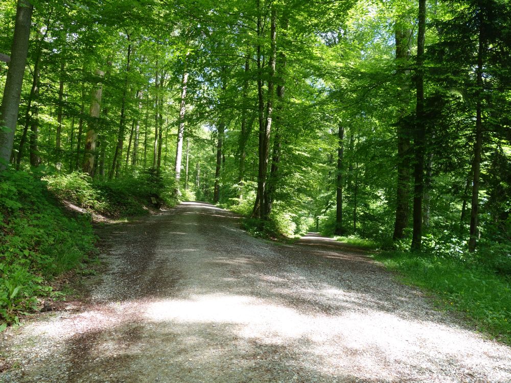 Waldweg