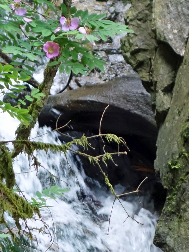 Lotenbachklamm