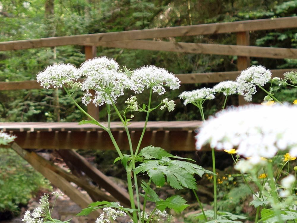 Lotenbachklamm