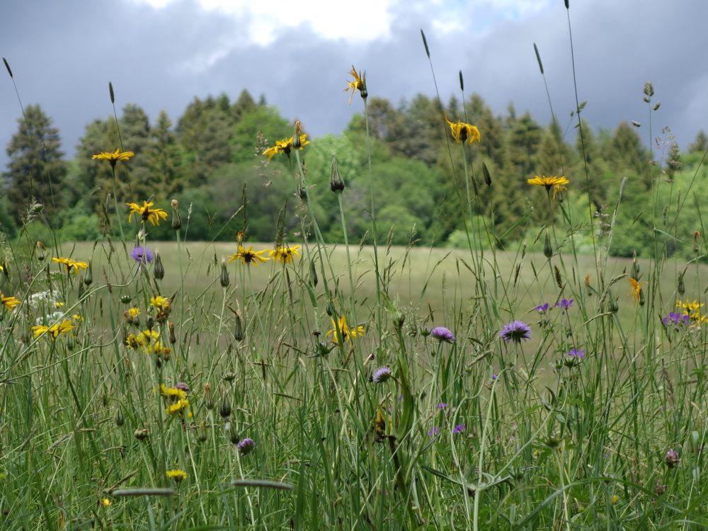 Blumenwiese